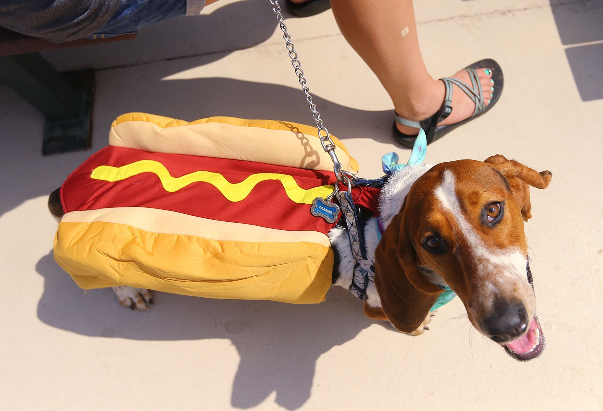 photos-braves-bark-in-the-park-day