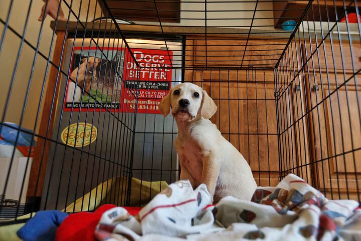 Former Bad Newz Kennels now a refuge for dogs