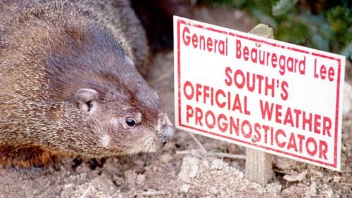 The first General Beauregard Lee looks at his sign while preparing for Groundhog Day in 1995. Lee, the South's "official weather prognosticator," lived at Yellow River Game Ranch in Gwinnett County, Ga. Upon his death, the ranch replaced him with his “bachelor nephew.”