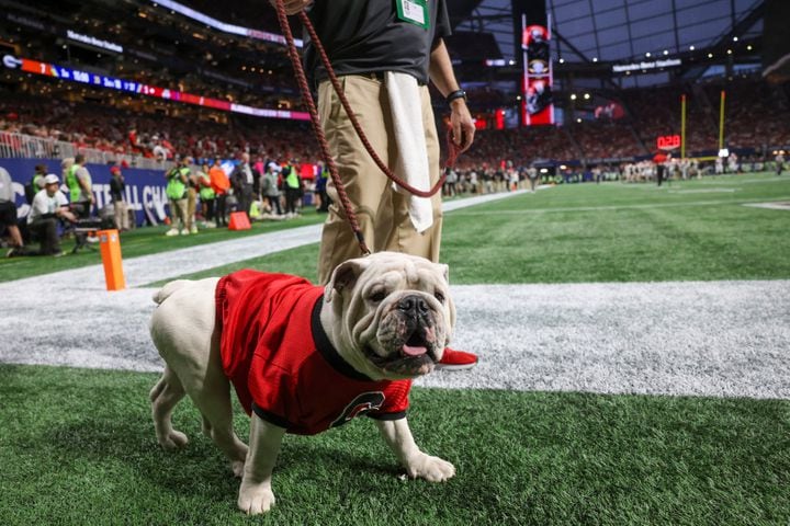 Georgia Bulldogs mascot Uga walks the sideline during the first half of the SEC Championship football game at the Mercedes-Benz Stadium in Atlanta, on Saturday, December 2, 2023. (Jason Getz / Jason.Getz@ajc.com)