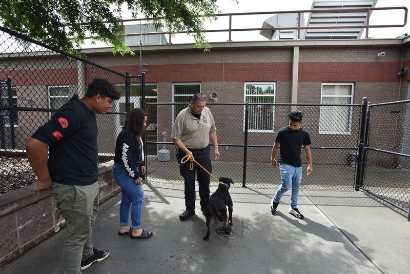 Mike Chatham, animal control supervisor, shows a pit bull at Gwinnett County Animal Welfare and Enforcement in Lawrenceville on Wednesday, May 16, 2018. HYOSUB SHIN / HSHIN@AJC.COM