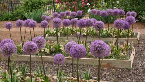 The ‘Globemaster’ ornamental onion is popular but not long-lived in Atlanta. CONTRIBUTED BY WALTER REEVES