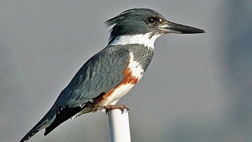 The belted kingfisher is one of few bird species in which the female is more colorful than the male. The female belted kingfisher, like the one shown here, has a distinctive rust colored belt below a belt of blue across a white chest. The male has no second belt. Photo Credit: “Mike” Michael L. Baird/Creative Commons