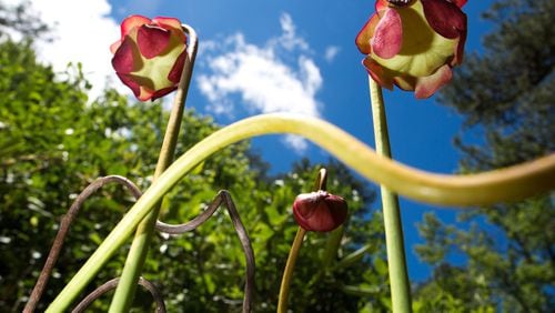 Flowers from Sarracenia purpurea, commonly known as the purple pitcher plant, are seen in a bog in North Georgia on Monday, May 13, 2019. (Casey Sykes for The Atlanta Journal-Constitution)
