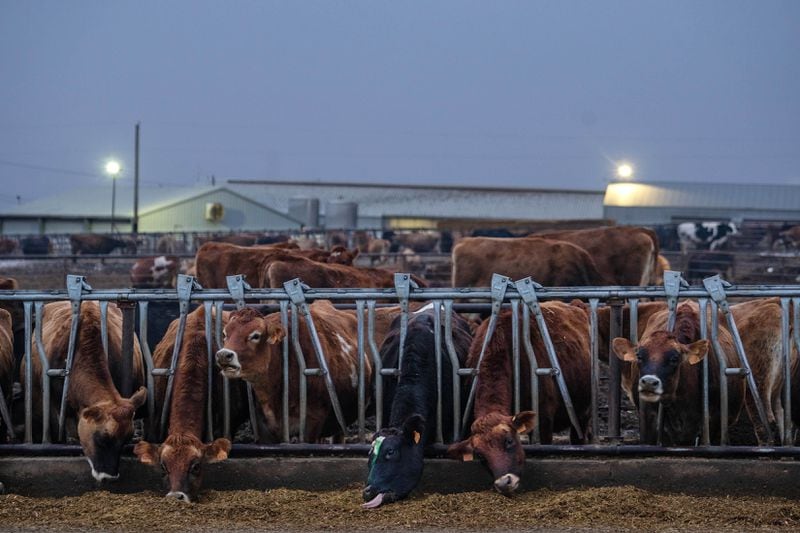 Dairy cows feed through a fence on a dairy farm in Washington’s Yakima Valley on Nov. 28, 2023. (Ruth Fremson/The New York Times)
                      
