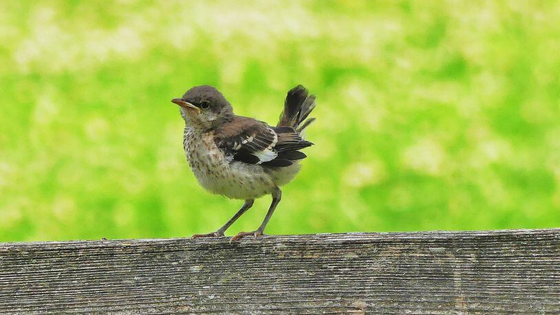 A young Northern mockingbird perches on a fence in Walker County. Unlike their parents, immature mockingbirds are paler overall and have spotted breasts. (Charles Seabrook for The Atlanta Journal-Constitution)