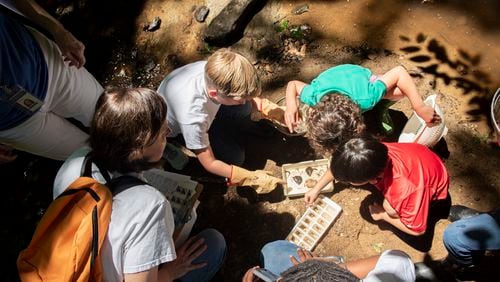 Fifth graders at Trinity School collect and study specimens from a creek located on the school's Buckhead campus.