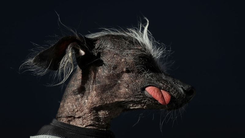 A Chinese Crested dog named Chase looks on during the 2017 World's Ugliest Dog contest at the Sonoma-Marin Fair on June 23, 2017 in Petaluma, California. Martha, a Neapolitan Mastiff, became the World's Ugliest Dog during the Sonoma-Marin Fair.  