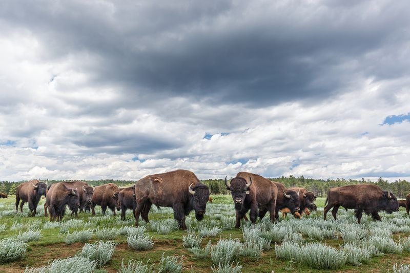 Wide angle view of bison herd and cloudy sky, Vermejo Park Ranch, New Mexico, USA.
