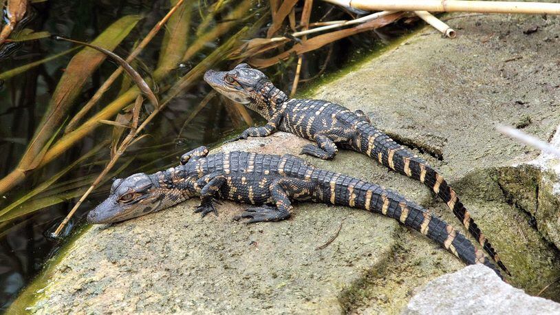 Baby alligators now are hatching in South Georgia wetlands and can be heard "clucking" to their mothers. Their mother protects them from predators such as raccoons, bobcats, birds and even other alligators. 
(Courtesy of Lanare Sevi/Creative Commons)