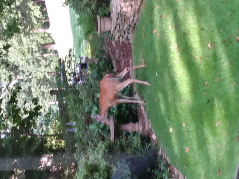 Ed Sutton shared this photo of a deer drinking from a birdbath in Roswell.