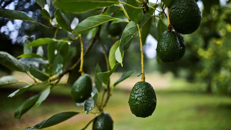 Picture of avocados taken at an orchard in the municipality of
						Uruapan, Michoacan State, Mexico, on October 18, 2016.With the
						United States buying most of the Mexican avocado production and
						the domestic demand constantly growing, the price of avocados in
						Mexico is suffering frecuent increases. (RONALDO
						SCHEMIDT/AFP/Getty Images)