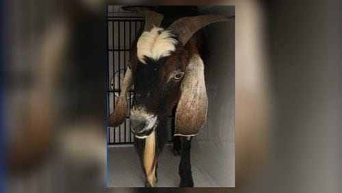 The Gwinnett County Sheriff's Department said a goat forced to ingest cocaine and whiskey has been rescued.