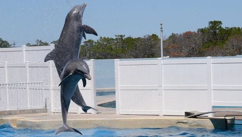 Dolphins soar through the air in a show at Gulf World Marine Park in Panama City Beach, Fla. PHOTO CREDIT: Wesley K.H. Teo