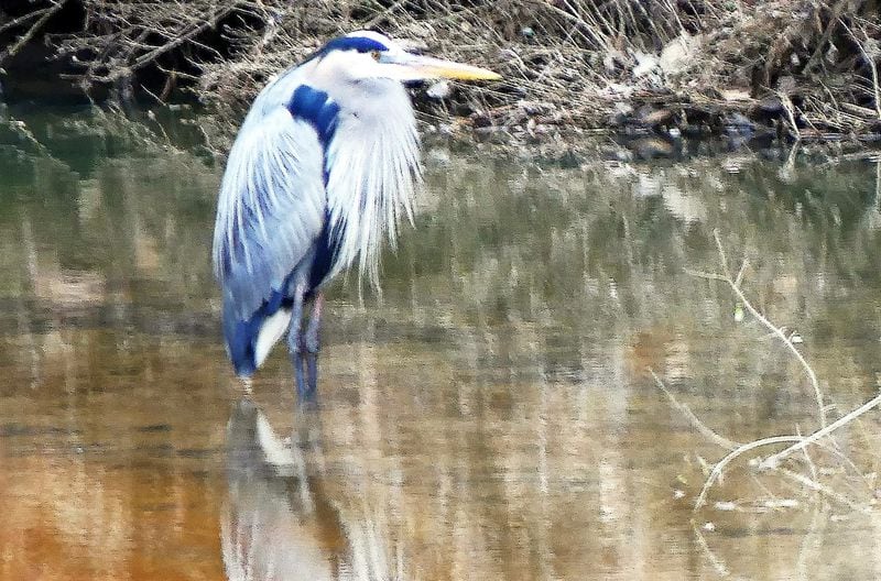 This great blue heron, standing in a creek last week in the Clyde Shepherd Nature Preserve in DeKalb County, already is in its bright breeding plumage. 
Courtesy of Charles Seabrook