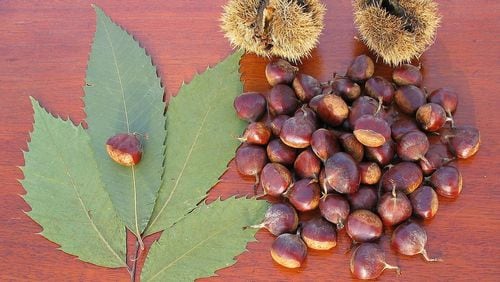 American chestnut leaves, burrs and nuts. The burrs contain the nuts. Photo credit Timothy Van Vliet/Creative Commons