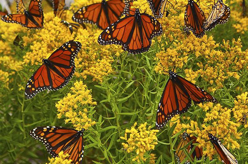 Monarch butterflies overwinter in Mexico then flap up to the US and Canada in spring and summer.