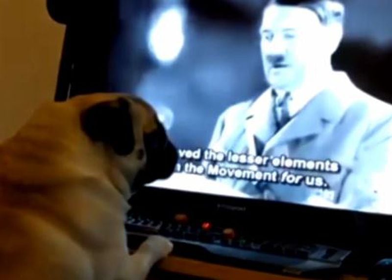 Buddha the dog was brainwashed according to a YouTube video.