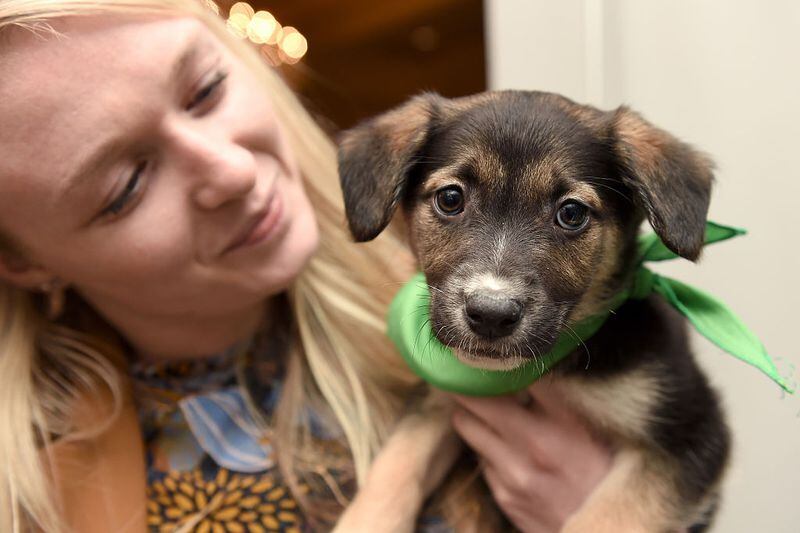 PASADENA, CA - JANUARY 07:  Attendees cuddle with puppies from a local rescue, Paw Works, who are on hand to promote Animal Planets Puppy Bowl XII" during the Discovery Communications TCA Winter 2016 at The Langham Huntington Hotel and Spa on January 7, 2016 in Pasadena, California.  (Photo by Amanda Edwards/Getty Images for Discovery Communications)