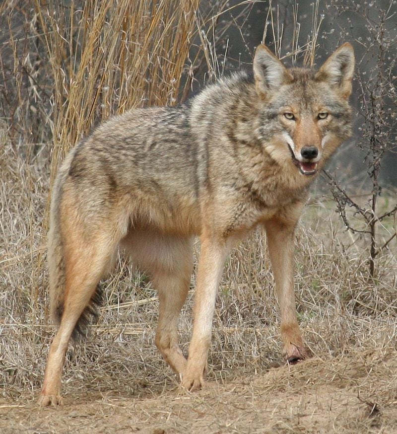 The Coyote Challenge, sponsored by the state Department of Natural Resources, encourages the killing of coyotes between March and August. CONTRIBUTED: GEORGIA DEPARTMENT OF NATURAL RESOURCES 