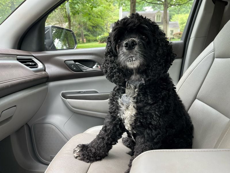 Axle Rose Bowen rides along every morning for both carpool drop off and a read of the AJC morning Jolt. Good dog. (Courtesy photo)