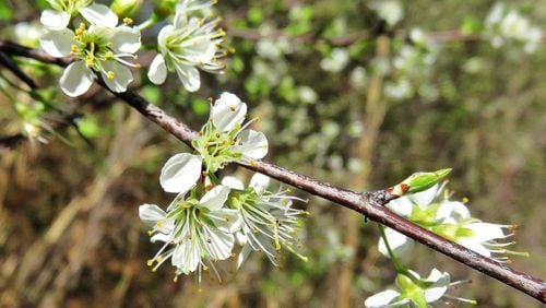 The blossoms of the Chickasaw plum tree, shown here, appear in early March. The tree’s sweet little plums ripen in June and July. The small, thorny tee grows in dense thickets along roadsides and fencerows and in old fields across Georgia. CHARLES SEABROOK