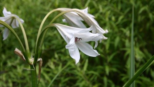 White-flowering crinum lily bulbs can be a beautiful part of a landscape. Photo Credit: Walter Reeves