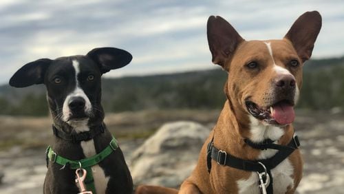 Luna, 2 ,and Anubis, 4, are rescue dogs adopted by Jenny Kim, 28, of East Point. Both dogs were attacked and bitten by a large unleashed dog in early December after exiting a nature park near Kim's home. Courtesy of Jenny Kim