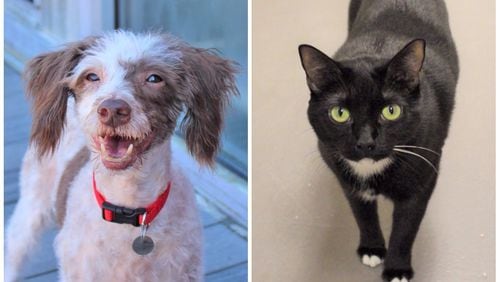 These are some of the "12 Strays of Christmas," or adoptable animals highlighted by Best Friends Animal Society and the Bert Show.