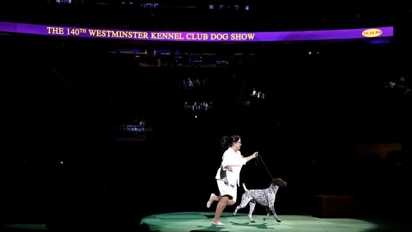 CJ, a German shorthaired pointer, and Valerie Nunes-Atkinson take a lap around the ring during the best in show competition at the 140th Westminster Kennel Club dog show, Tuesday, Feb. 16, 2016, at Madison Square Garden in New York. CJ won best in show. (AP Photo/Seth Wenig)