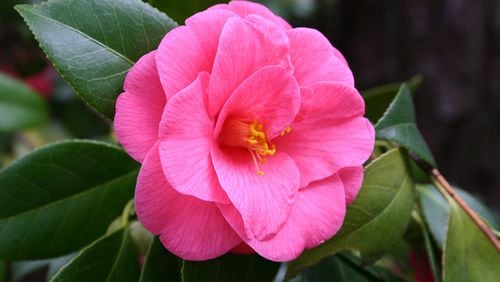 As long as your camellia looks healthy and is blooming normally, it doesn't need much fertilizer. (Walter Reeves for The Atlanta Journal-Constitution)