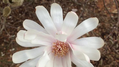 Trees need lots of root growth after planting to produce beautiful flowers, like this star magnolia bloom. WALTER REEVES