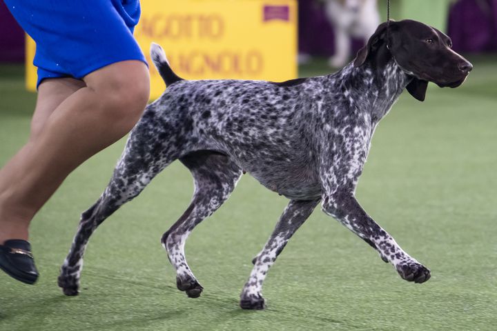Jade, a German Shorthaired Pointer, wins the sporting group at the Westminster Kennel Club Dog Show, held at the Lyndhurst Mansion in Tarrytown, N.Y., on Sunday, June 13, 2021. (Karsten Moran/The New York Times)