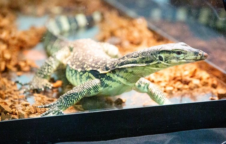 The reptile show Repticon Atlanta at the Gwinnett County Fairgrounds