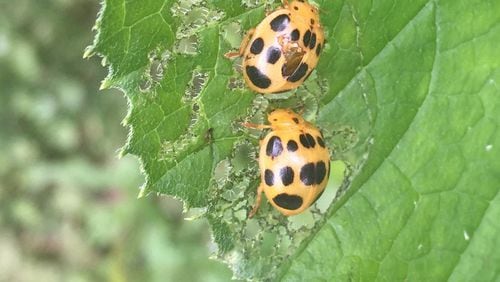 Squash beetles closely resemble lady beetles, but they are voracious feeders on bean, pea and squash leaves. (Walter Reeves for The Atlanta Journal-Constitution)