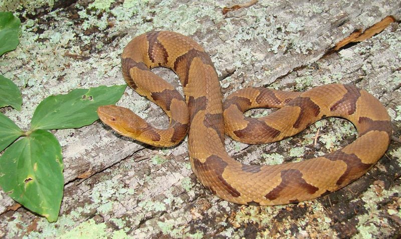 Snakebites are up in Georgia. A venomous copperhead snake is one type of snake that should worry you. CONTRIBUTED BY JOHN JENSEN / GEORGIA DNR