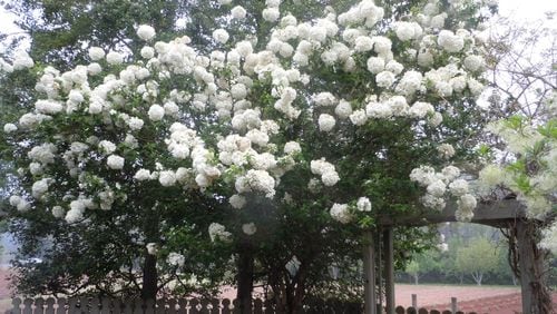 Snowball viburnum sports bright white blooms on a large shrub. CONTRIBUTED BY WALTER REEVES