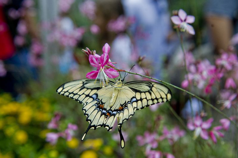 File photo: Hundreds of butterflies fill multiple tents during the event which also features birds of prey, children's activities and food.