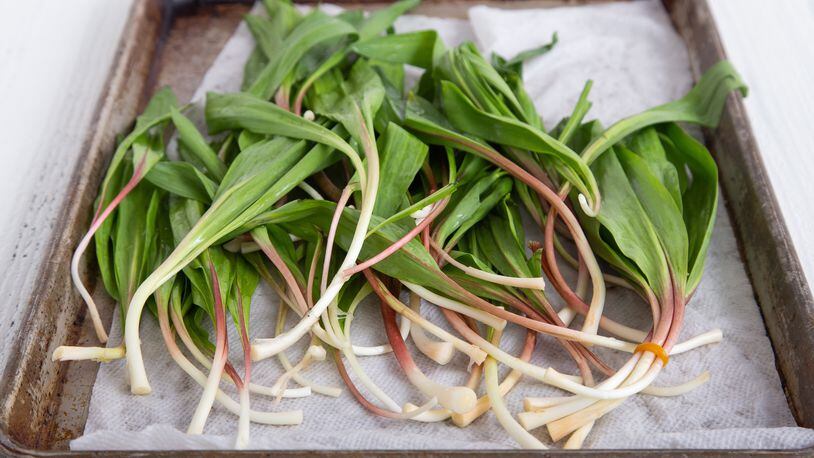 Ramps have gained popularity, popping up as a hot ticket item in farmers markets for just a few weeks from mid-April through early May. Courtesy of Brooke Slezak