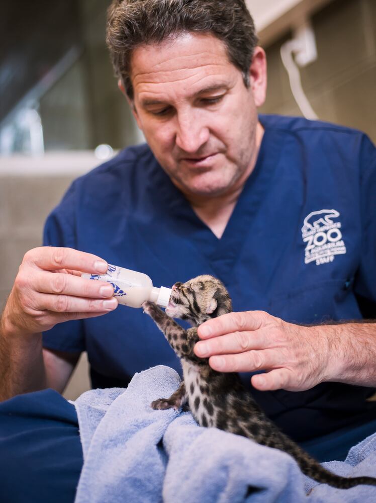 PHOTOS: Clouded leopard quadruplets healthy and adorable in Tacoma