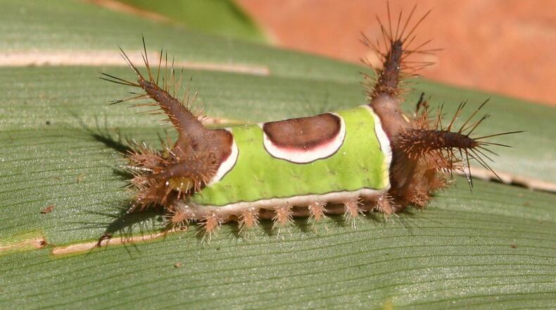 Saddleback caterpillars are sporadically found on garden plants. (Walter Reeves)
