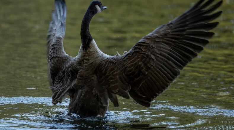 A Canada goose became sick after eating pills dumped in a California park.