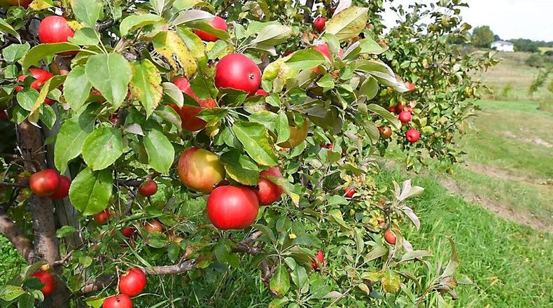 FILE PHOTO: About 50,000 apples were stolen from an orchard in Indiana recently.