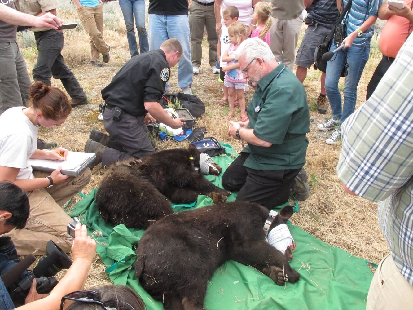 'Cinder' bear