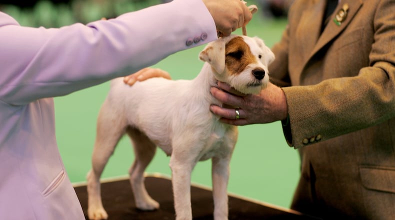 A Jack Russell Terrier named Olly, similar to the one pictured, has become a viral hit after flopping at the Crufts 2017 dog show over the weekend. (Photo by Bruno Vincent/Getty Images)