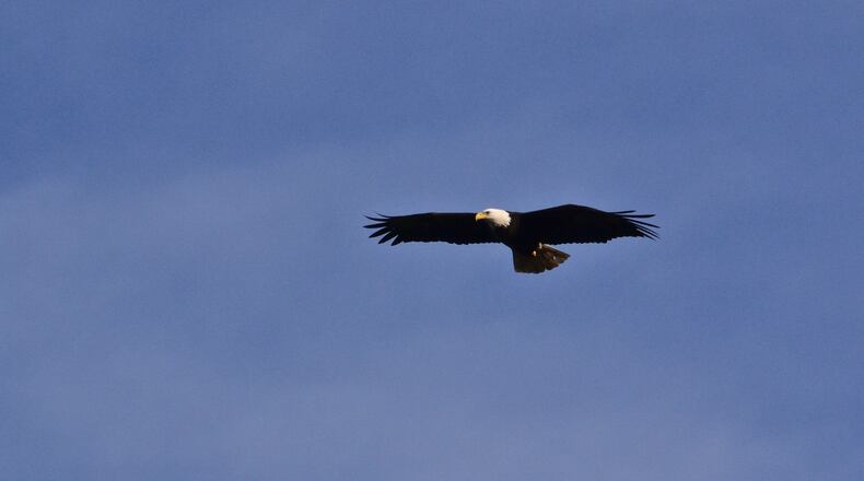 One of two adult bald eagles who has made Peachtree City home. Jill Howard Church for the AJC