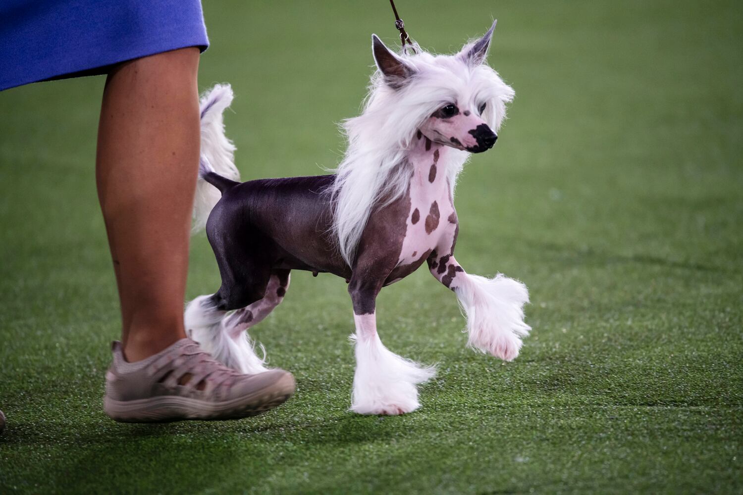 A Chinese Crested competes in the toy group at the Westminster Kennel Club Dog Show, held at the Lyndhurst Mansion in Tarrytown, N.Y., on Saturday, June 12, 2021. (Karsten Moran/The New York Times)