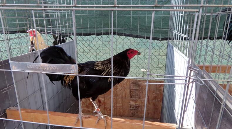 Roosters are shown after being seized in an illegal cockfighting operation in California. (Los Angeles Times/TNS)