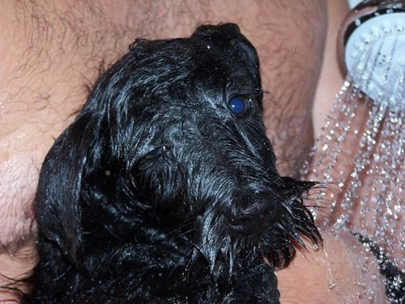 Bath time! Our pets get clean 2
