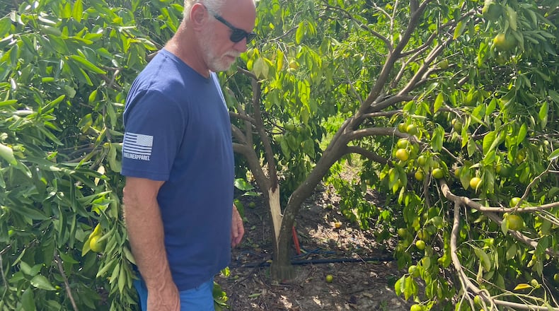 Rick Griffis, an Echols County citrus farmer, found many of his trees had split from Hurricane Helene's ripping winds. He toured his storm-ravaged property Oct. 2. (Zachary Hansen/AJC)